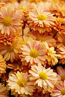 Chrysanthemum 'Bronze Enbee Wedding' - Septembre