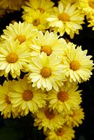 Chrysanthemum 'Yellow Enbee Wedding' - Septembre