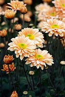 Chrysanthemum 'Honey Enbee Wedding' - Septembre