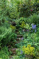 Petites marches en pierre dans un jardin boisé. Les plantes comprennent Aquilegia vulgaris, Helleborus, Euphorbia x martinii et fougères.