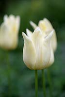 Tulipa 'Elegant Lady', une ampoule, une tulipe de couleur crème qui fleurit à la fin du printemps, devenant plus rose avec l'âge.