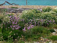 Armeria maritima et Crambe maritima plantés dans un jardin en bord de mer exposé - Sea Thrift, Sea Kale