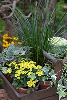 Plantes en pots, regroupées dans un trug pour l'affichage de l'automne
