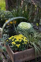 Plantes en pots, regroupées dans un trug pour l'affichage d'automne sur un banc rustique. Les plantes comprennent Ophiopogon planiscapus nigrescens et Carex 'Evergold '.