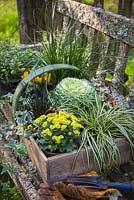 Plantes en pots, regroupées dans un trug pour l'affichage d'automne sur un banc rustique. Les plantes comprennent le chou ornemental, Ophiopogon planiscapus nigrescens et Carex 'Evergold '.