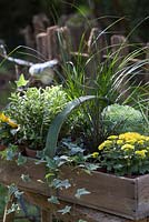 Plantes en pots, regroupées dans un trug pour l'affichage d'automne sur un banc rustique. Les plantes comprennent le chou ornemental, l'hébé, Ophiopogon planiscapus nigrescens.