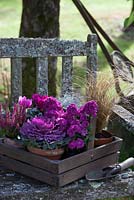 Plantes en pots, regroupées dans un trug pour l'affichage d'automne sur un banc rustique. Les plantes comprennent le chou ornemental et Carex testacea.