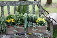 Plantes en pots, regroupées dans un trug pour l'affichage d'automne sur un banc rustique. Les plantes comprennent le chou ornemental, l'hébé, l'Ophiopogon planiscapus nigrescens, le lierre panaché et le poivron.