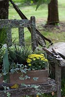 Plantes en pots, regroupées dans un trug pour l'affichage d'automne sur un banc rustique. Les plantes comprennent le chou ornemental, Ophiopogon planiscapus nigrescens et le lierre panaché