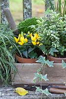 Plantes en pots, regroupées dans un trug pour l'affichage d'automne sur un banc rustique. Les plantes comprennent l'hébré, le poivron, le carex et le lierre panaché.
