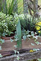 Plantes en pots, regroupées dans un trug pour l'affichage d'automne sur un banc rustique. Les plantes comprennent l'hebe, le carex, l'Ophiopogon planiscapus nigrescens et le lierre panaché.