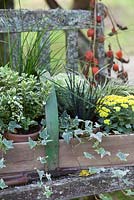 Plantes en pots, regroupées dans un trug pour l'affichage d'automne sur un banc rustique. Les plantes comprennent l'hebe, le carex, l'Ophiopogon planiscapus nigrescens et le lierre panaché.