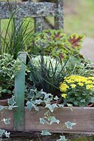 Plantes en pots, regroupées dans un trug pour l'affichage d'automne sur un banc rustique. Les plantes comprennent heucherella, hebe, carex, Ophiopogon planiscapus nigrescens et lierre panaché.
