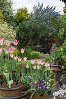 Pots de cheminée plantés de tulipe rose 'Florosa' et d'alto. Coin salon sous Ceanothus arboreus 'Trewithen Blue '.