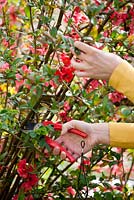 Taille du coing japonais - Chaenomeles japonica après la floraison au printemps.