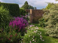 Jardin clos avec parterre de fleurs rose de lythrum, argyranthemum, penstemon et crinum. A droite, Cornus alternifolia.