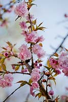 Prunus serrulata 'Kiku Shidare Sakura'