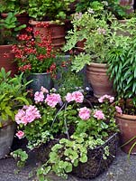 Un petit jardin en pot avec une corbeille en fil de fer planté de pélargoniums roses.