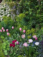 Combinaison de plantation printanière de tulipa rose clair 'Menton', de tulipe rose foncé 'Burgundy Lace' et de tulipe double rose 'Angelique', avec alchémille, myosotis et euphorbe.