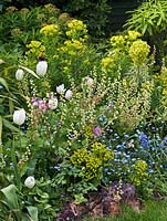 Combinaison de plantation printanière de tulipa blanche 'Maureen', euphorbe, myosotis et Tellima grandiflora