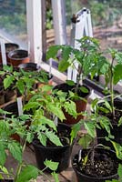 Solanum lycopersicum, plants de tomates en pot sur la mise en scène de la serre montrant l'évent de serre automatique.