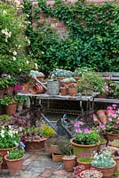Un pot potager et une collection de Victoriana dans le coin du jardin clos. Les plantes en pots comprennent l'alto, le pélargonium, le dianthus, le thymus et le succum Sedum. Avec Rosa 'Gold Finch '.