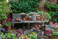 Un pot potager et une collection de Victoriana dans le coin du jardin clos. Les plantes en pots comprennent l'alto, le pélargonium, le dianthus, le thymus et le sedum succulent.