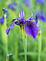 Iris chrysographes 'Inshriach'
