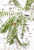 Dryopteris filix-mas - fougère mâle, dans la neige en hiver.