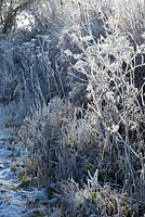 Haie d'hiver glacial avec des têtes de graines de berce du Caucase et de Bracken Heracleum sphondylium, Pteridium aquilinum