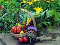 Trug de légumes du patrimoine récoltés - betterave, pomme de terre, chou, tomate et piment - et les fleurs de moelle et de cardon