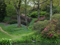 Tapis de jacinthes anglaises dans une clairière, au fond de ce jardin boisé centenaire. Au printemps, il est connu pour ses rhododendrons, jacinthes et acers. Hauts hêtres