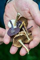 Poignée de champignons sauvages comestibles, de chapeaux de cire et de trompettes en améthyste.