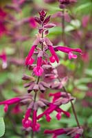 Salvia 'Love and Wishes '. Salvia buchananii hybride. Gagnante de la 3ème place Plante de l'année 2015