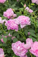 Rosa 'Sir Walter Scott '. English Old Rose Hybrid. Ausfalcon