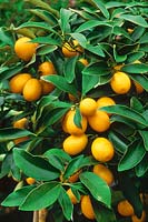 Fortunella japonica 'Nagami' fruits exotiques mûrs, kumquat en mars
