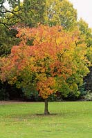 Cotinus obovatus aux couleurs d'automne en novembre