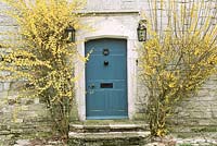 Maison de campagne - floraison forsythia de chaque côté de la porte d'entrée bleue