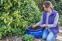 Femme plantant des bulbes de Tulipa 'Blumex' dans un pot