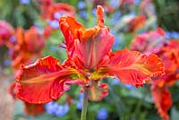 Tulipa 'Blumex' fleur grande ouverte