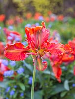Tulipa 'Blumex' en fleur