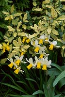 Narcisse 'Jack Snipe', cyclamineus groupe 6 fleurissant à côté d'Eleagnus