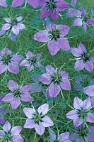 Nigella damascena