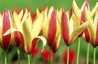 Tulipa clusiana - groupe de tulipes diverses, avril