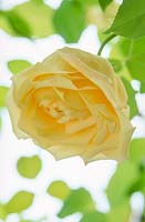 Rosa 'Marechal Niel', rose noisette jaune