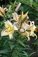 Lilium 'Golden Splendor' Group, un lis qui produit de grandes fleurs en forme de trompette fortement parfumées.
