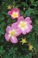 Rosa pimpinellifolia 'Gloire d'Edzell'