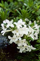 Daphne arbuscula subsp arbuscula f albiflora en fleur mai
