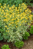 Barbarea vulgaris 'Variegata' - cresson d'hiver - fleurs jaunes et feuillage panaché, mai
