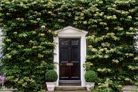 Hydrangea anomala subsp. Petiolaris, fleur crème, couvrant la façade de la maison autour de la porte noire, juin